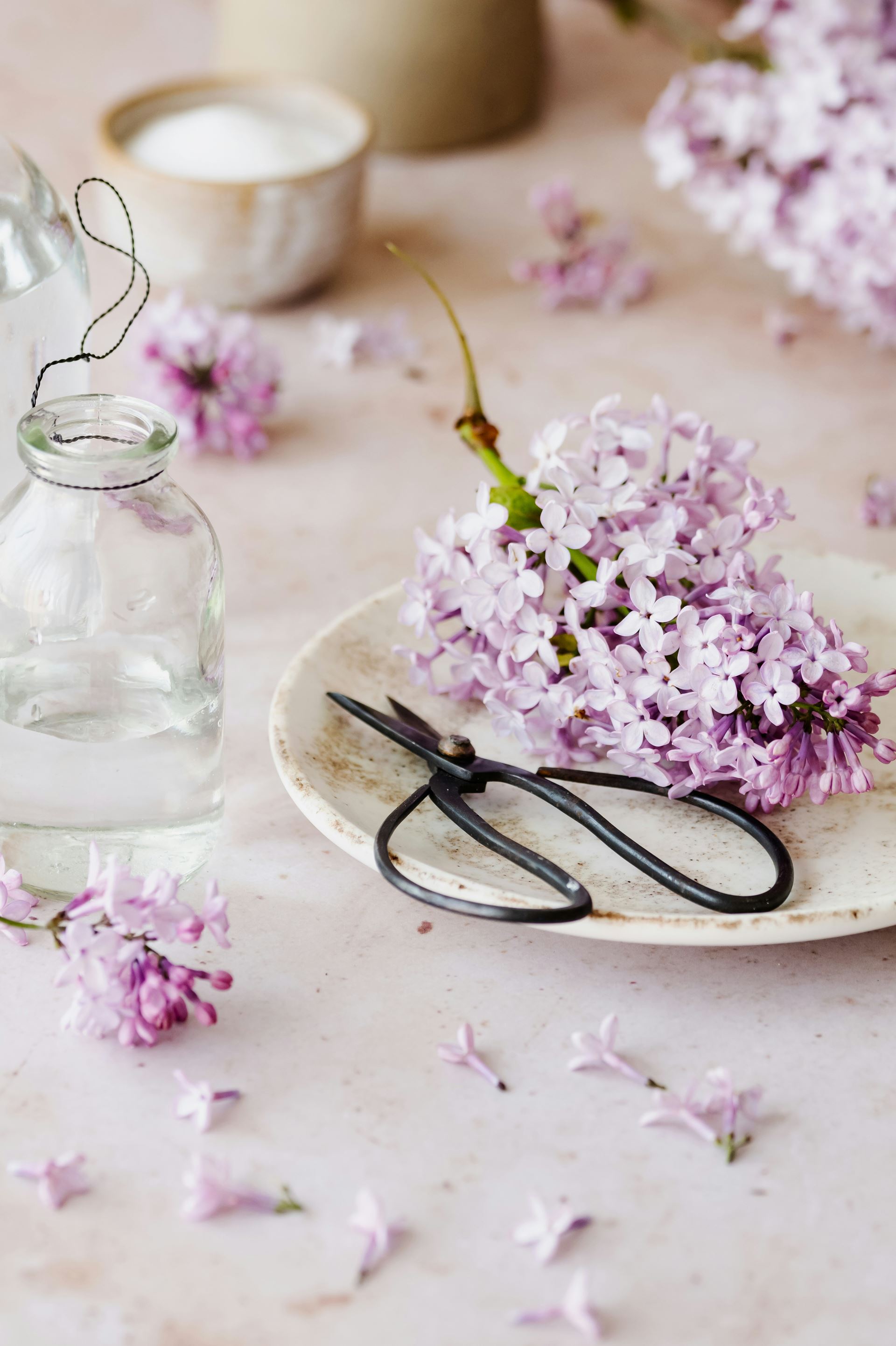 a lilac bloom